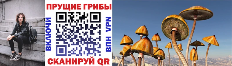 Галлюциногенные грибы Psilocybe Иноземцево